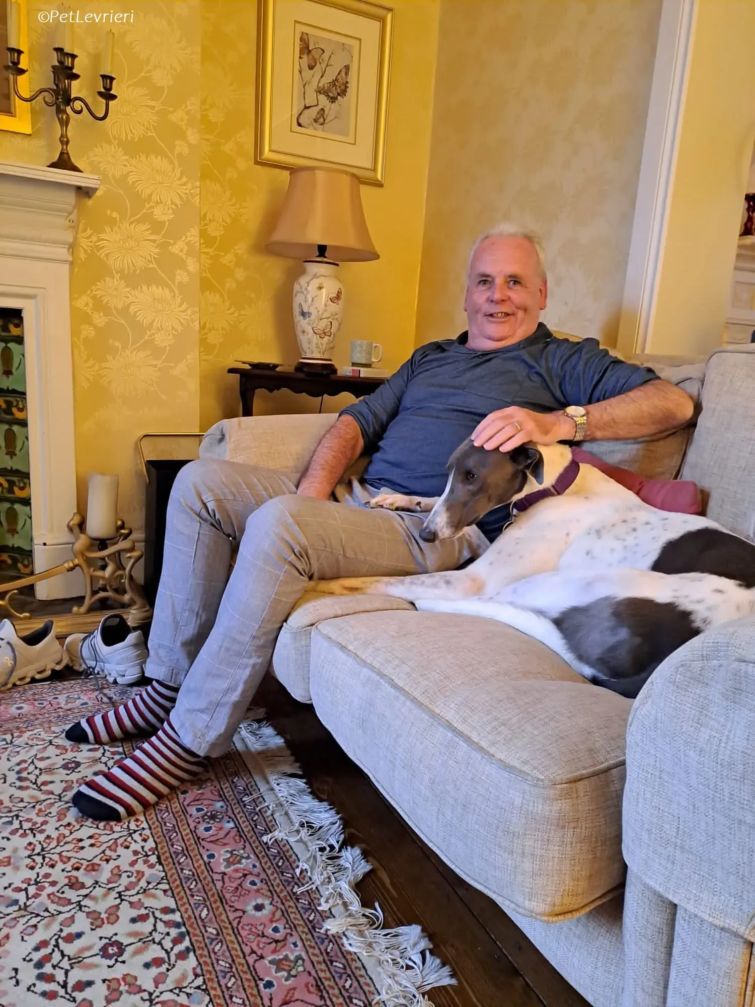 Tadgh adozione levrieri greyhound 16