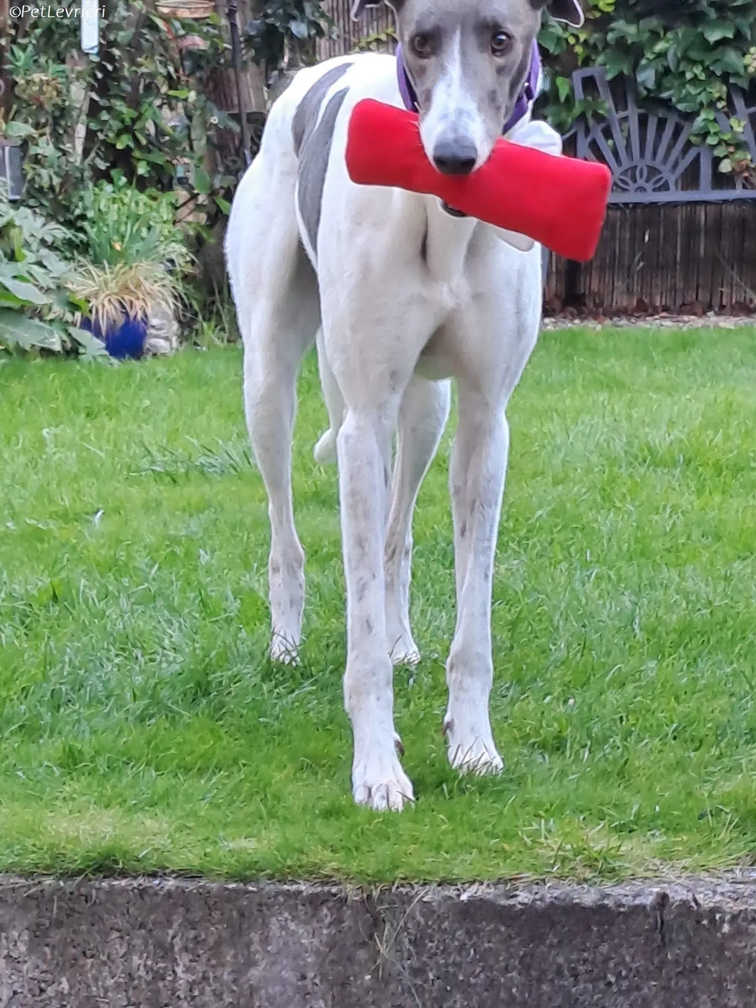 Tadgh adozione levrieri greyhound 17