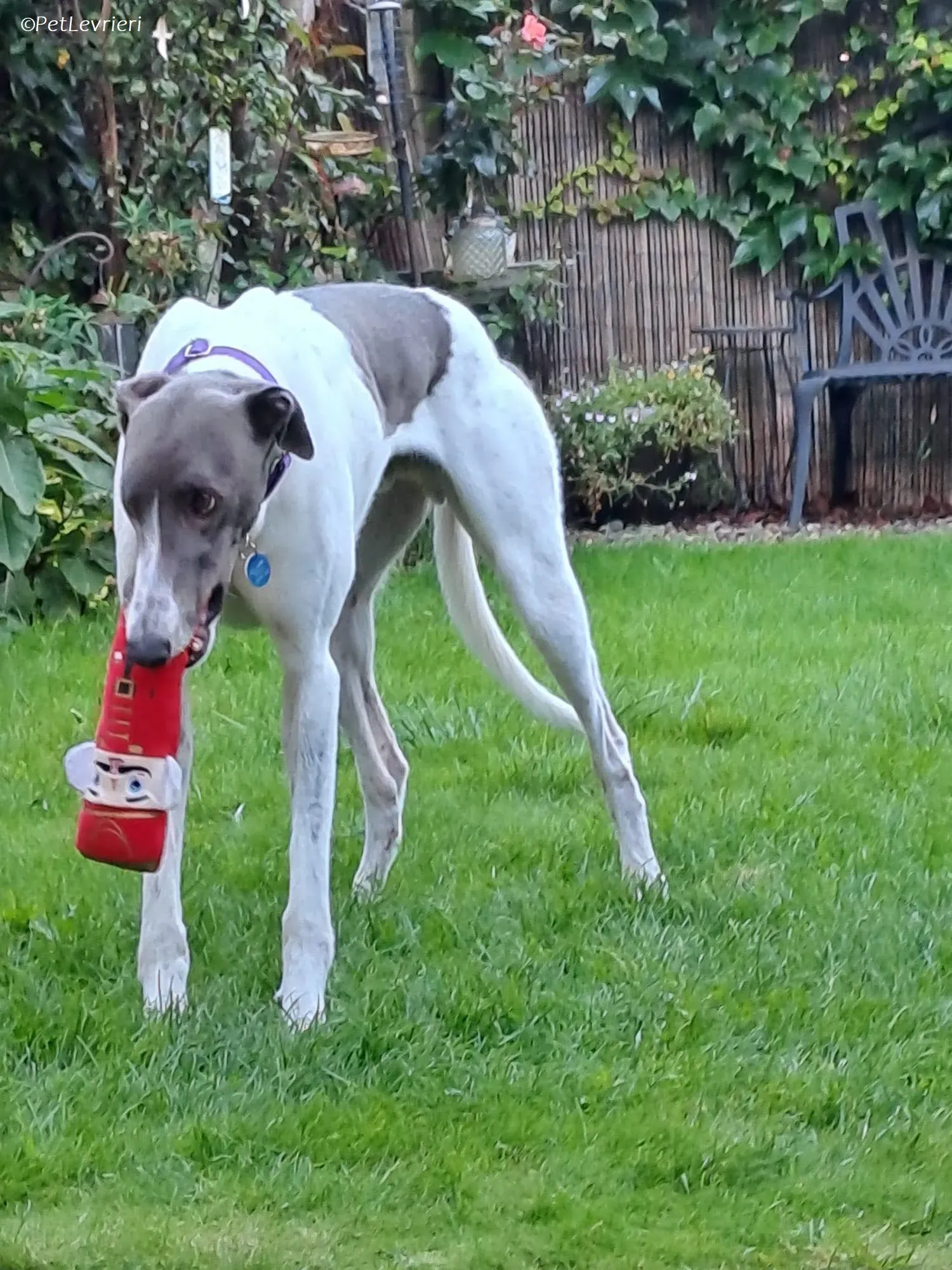 Tadgh adozione levrieri greyhound 18