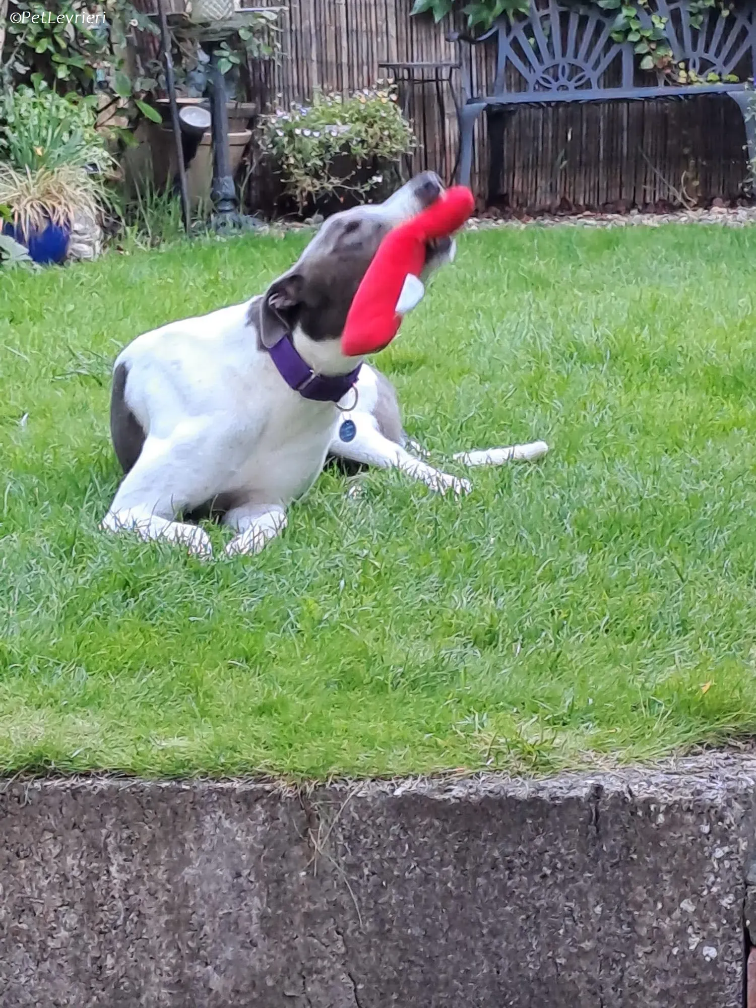 Tadgh adozione levrieri greyhound 19