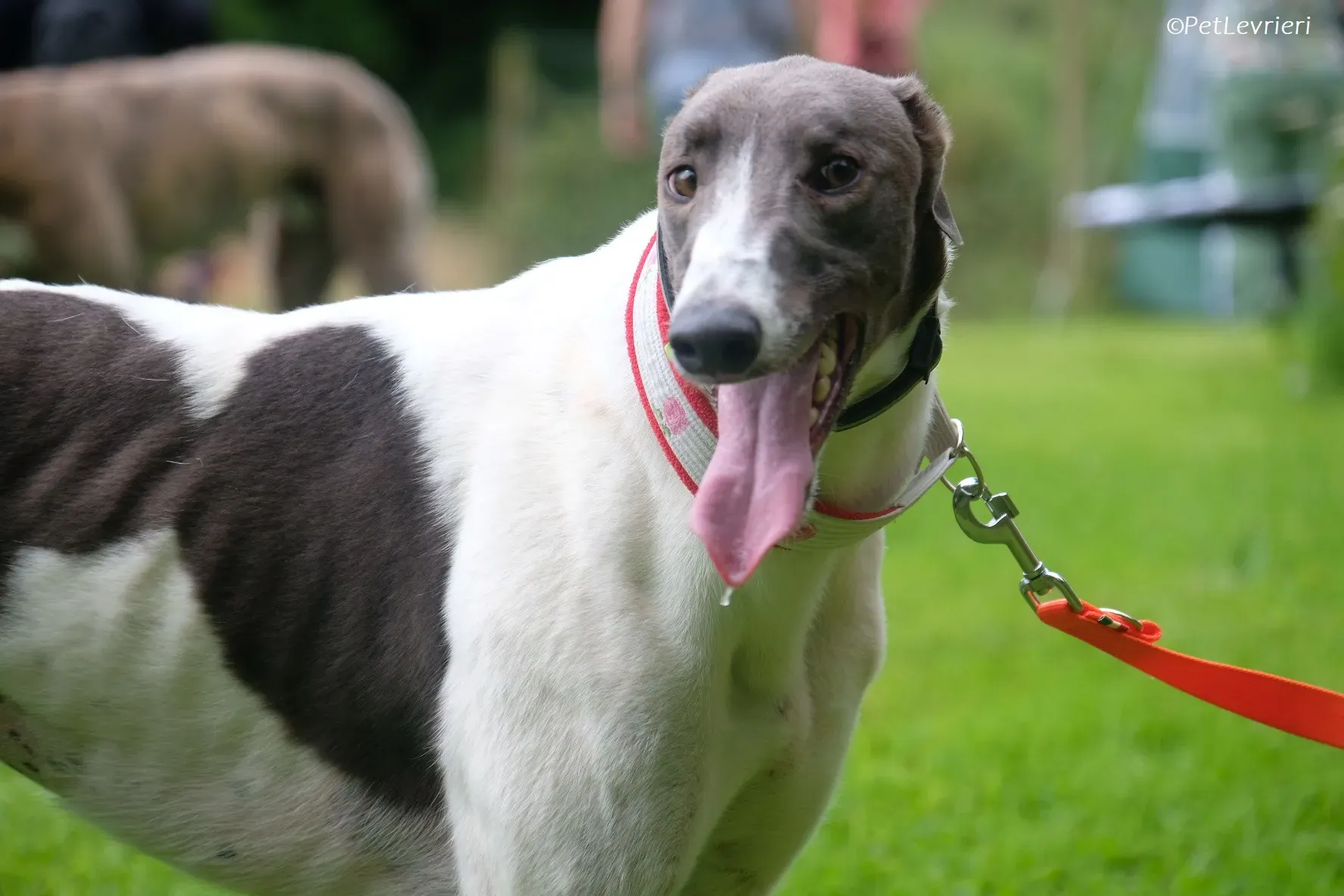 Tadgh adozione levrieri greyhound 2