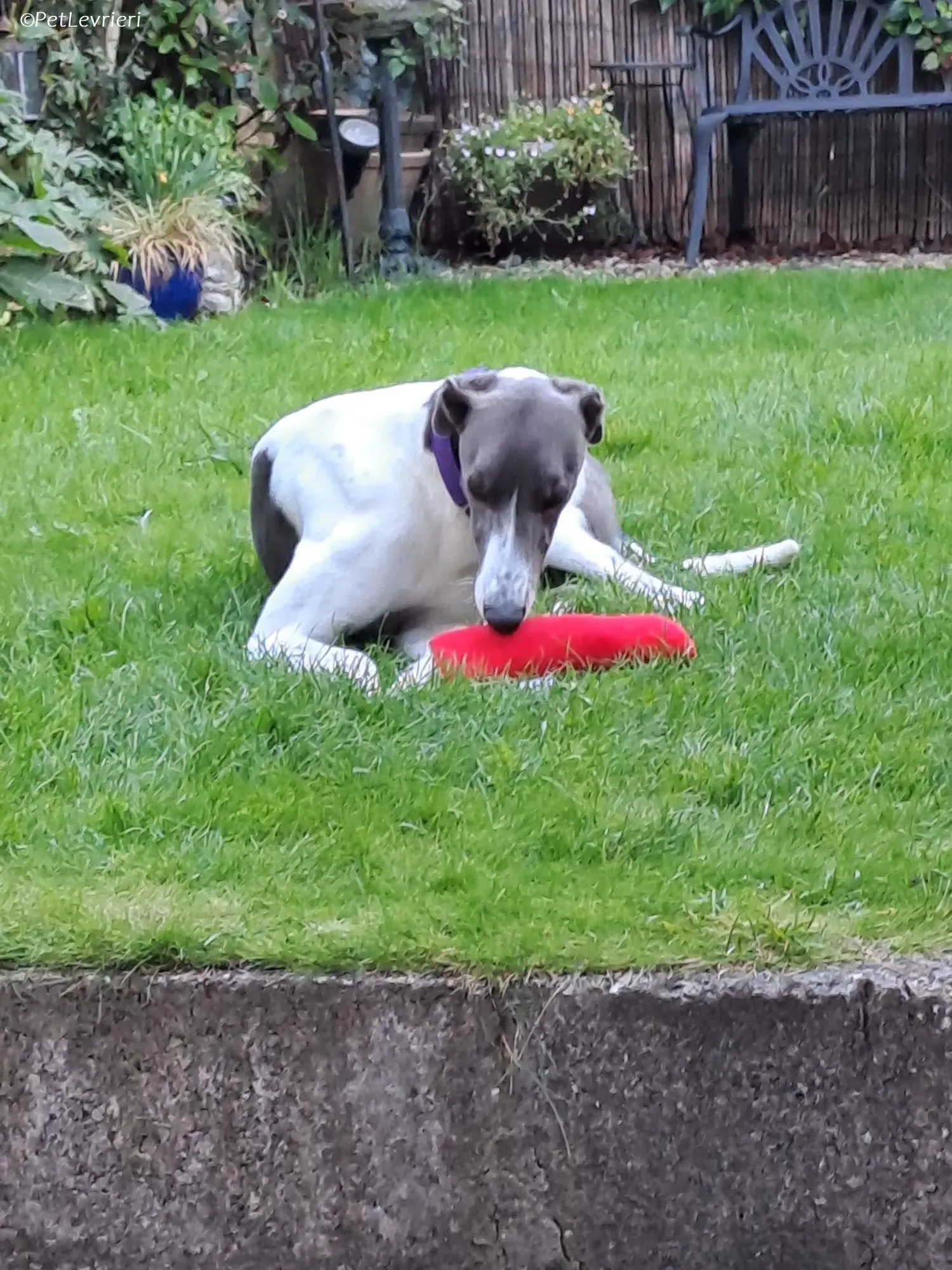 Tadgh adozione levrieri greyhound 20