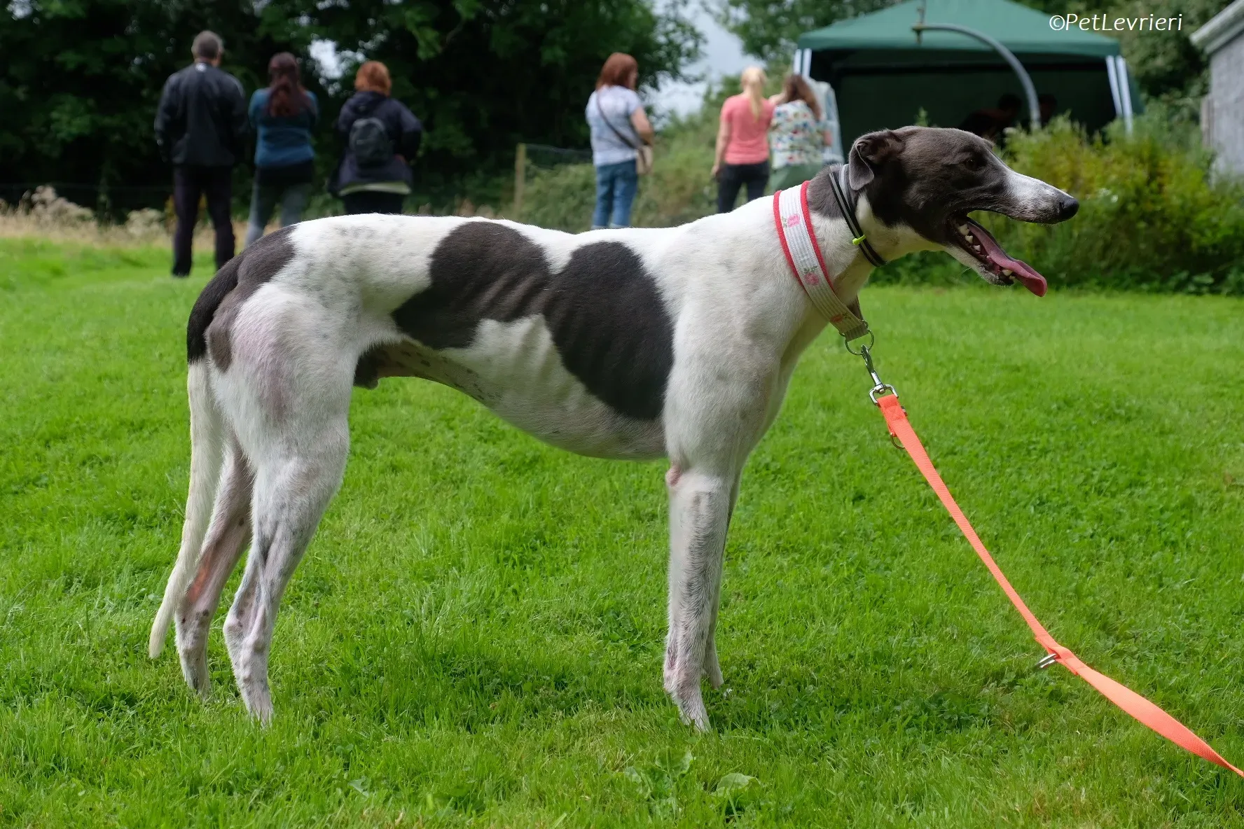 Tadgh adozione levrieri greyhound 4