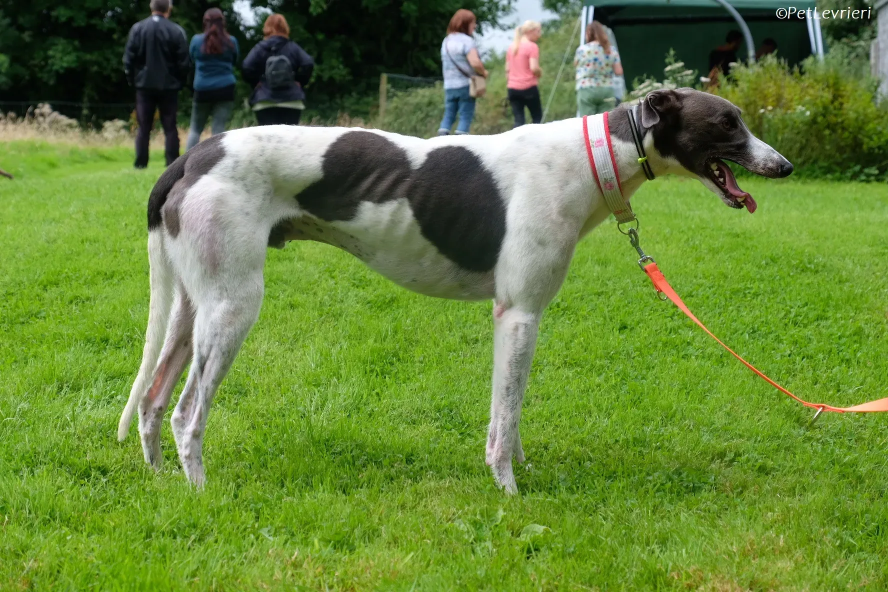 Tadgh adozione levrieri greyhound 3