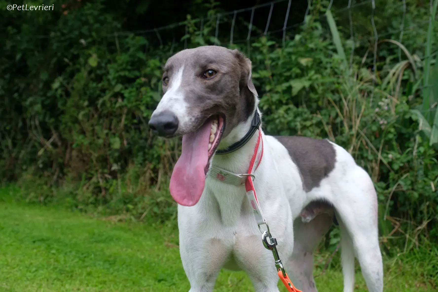 Tadgh adozione levrieri greyhound 8