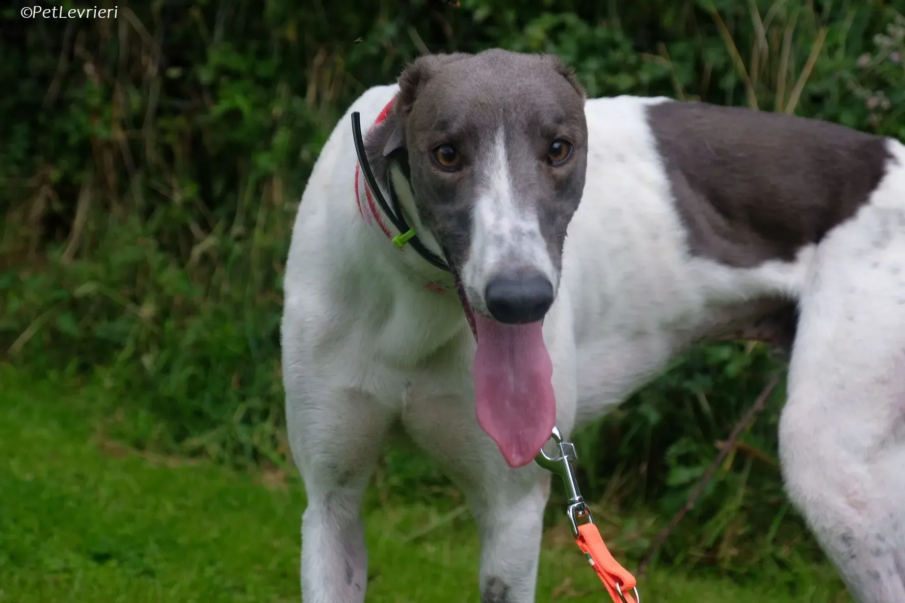 Tadgh adozione levrieri greyhound 9