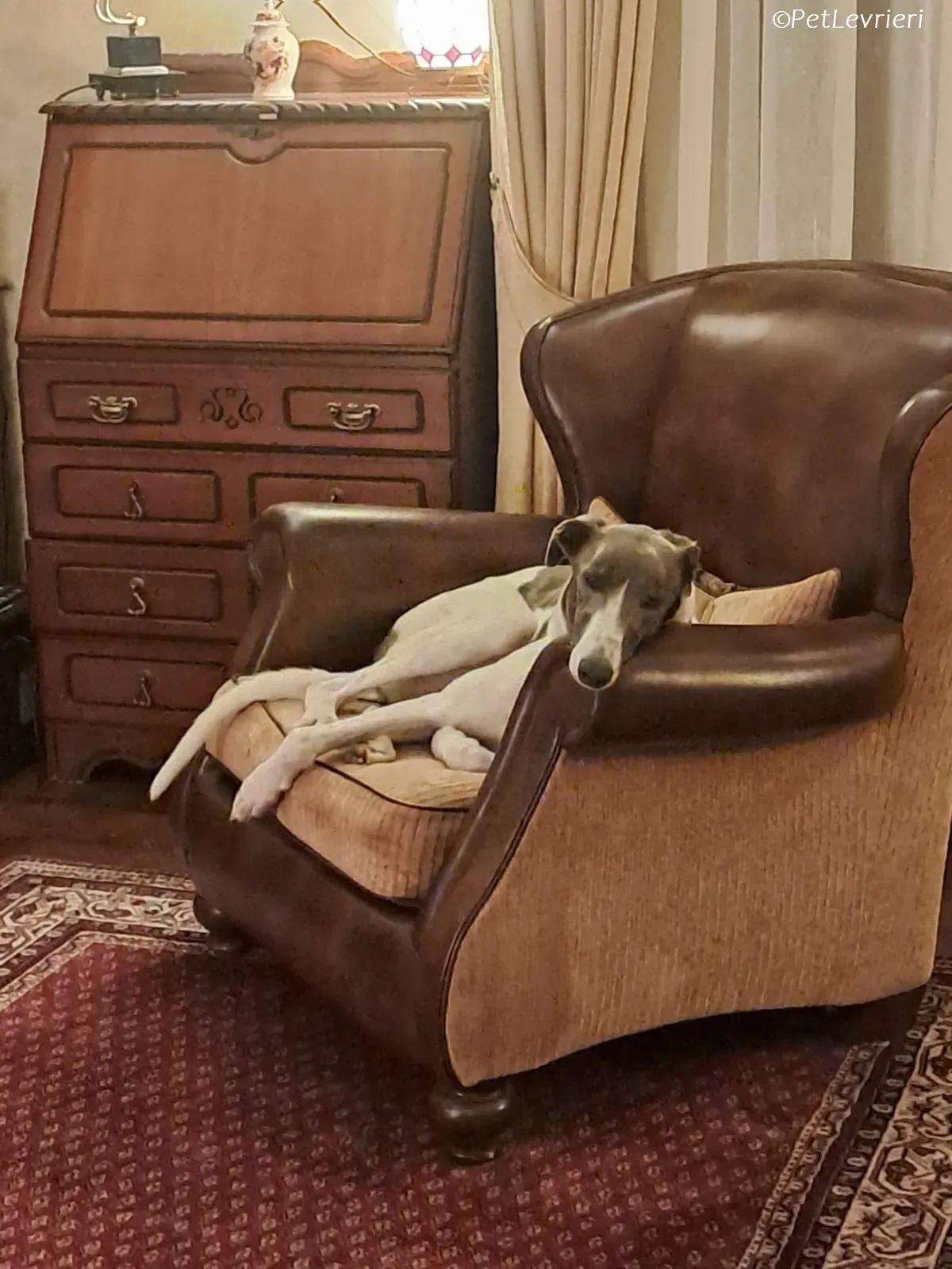 Tadgh adozione levrieri greyhound 21