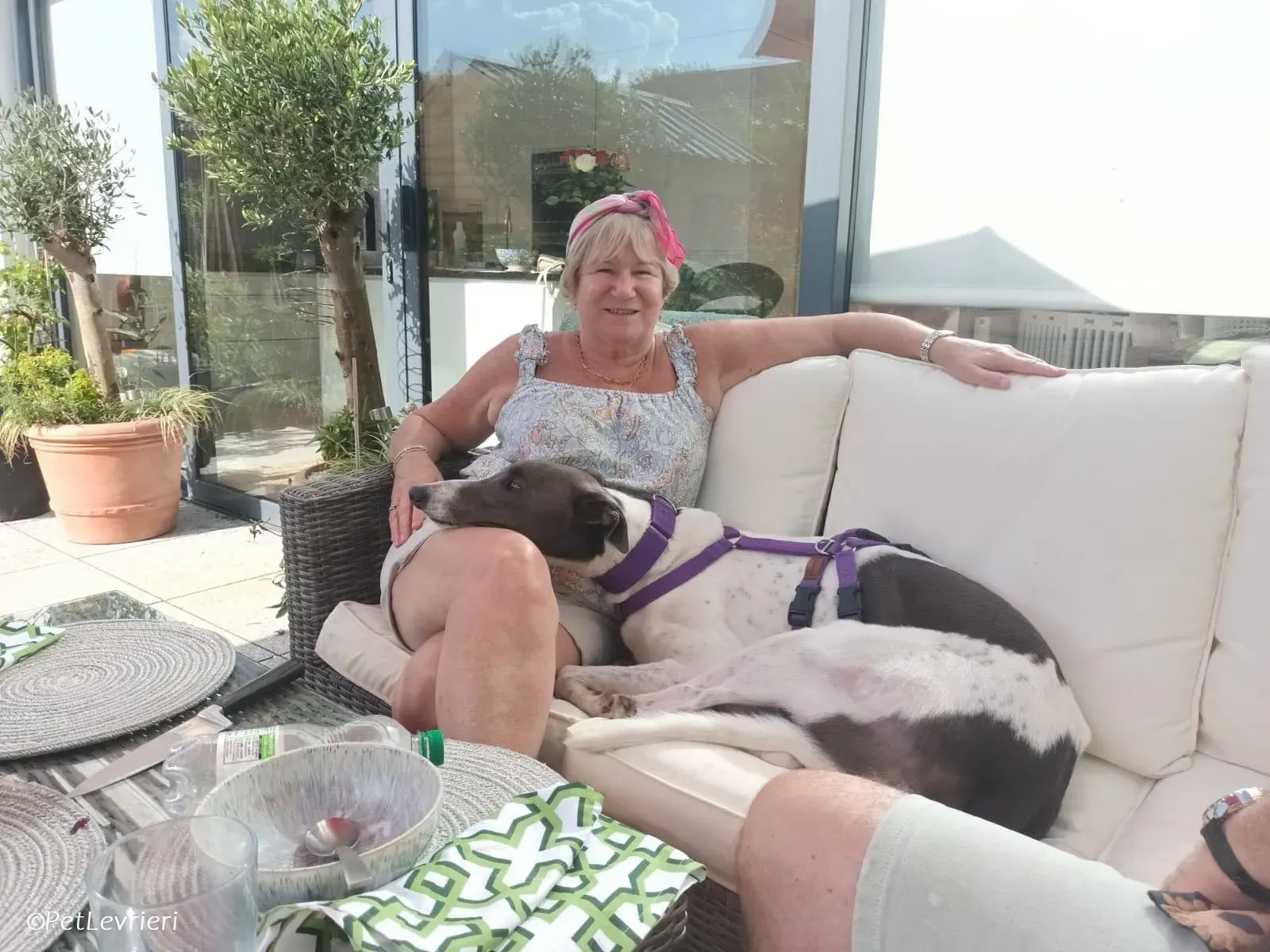 Tadgh adozione levrieri greyhound 22