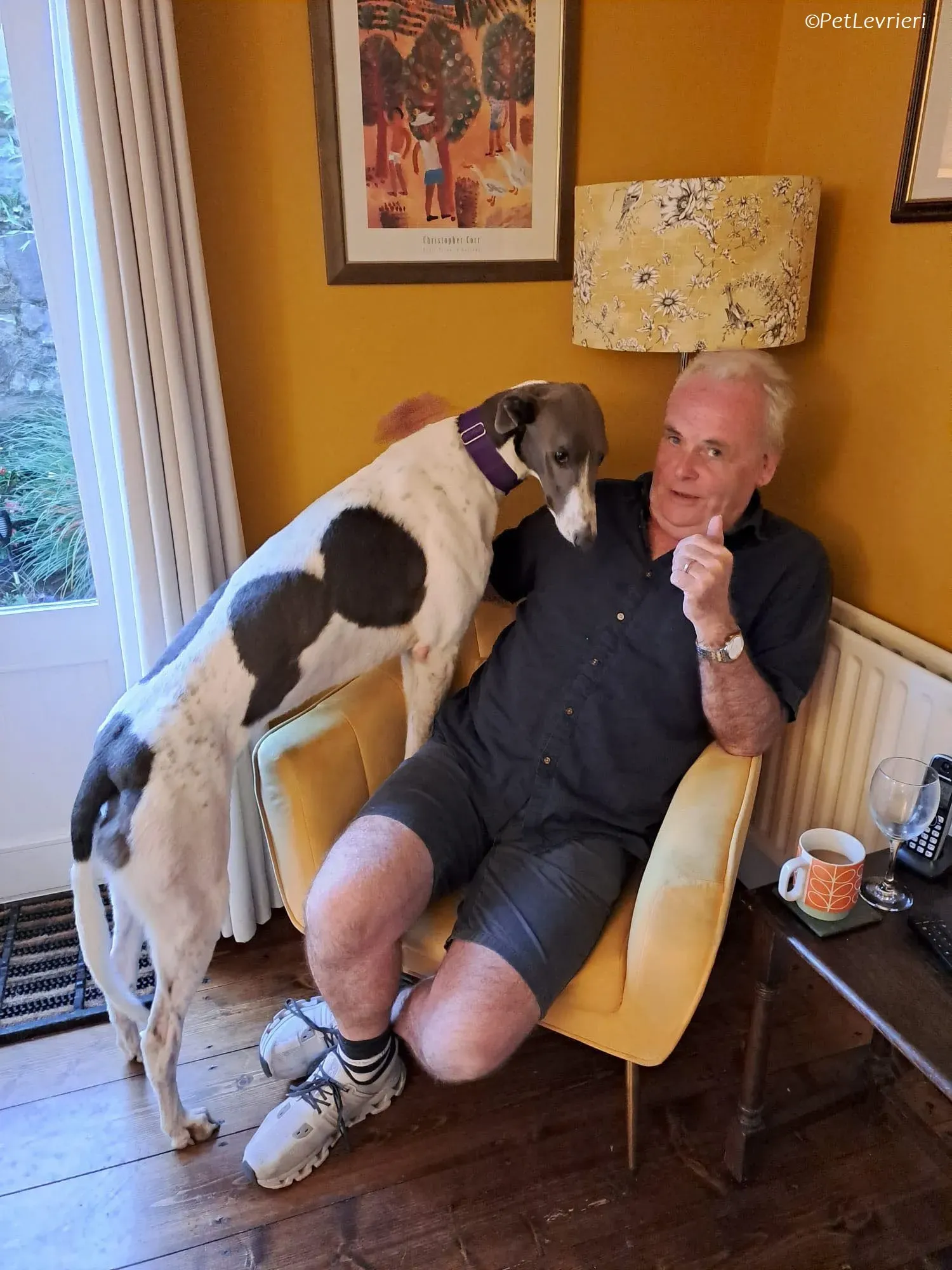 Tadgh adozione levrieri greyhound 23