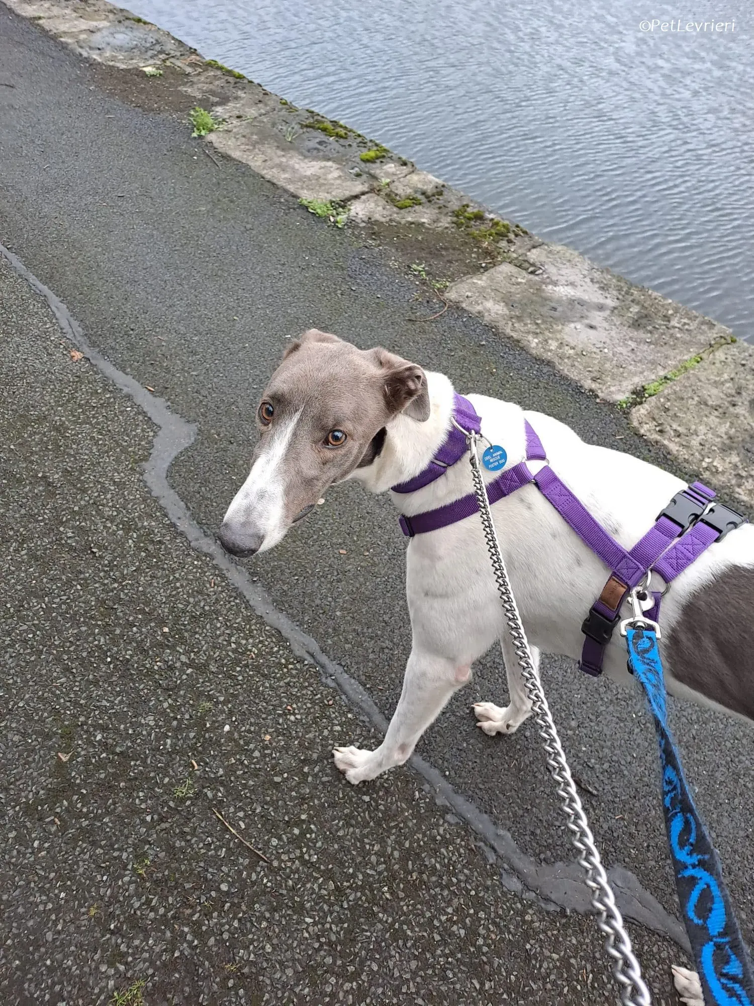 Tadgh adozione levrieri greyhound 24