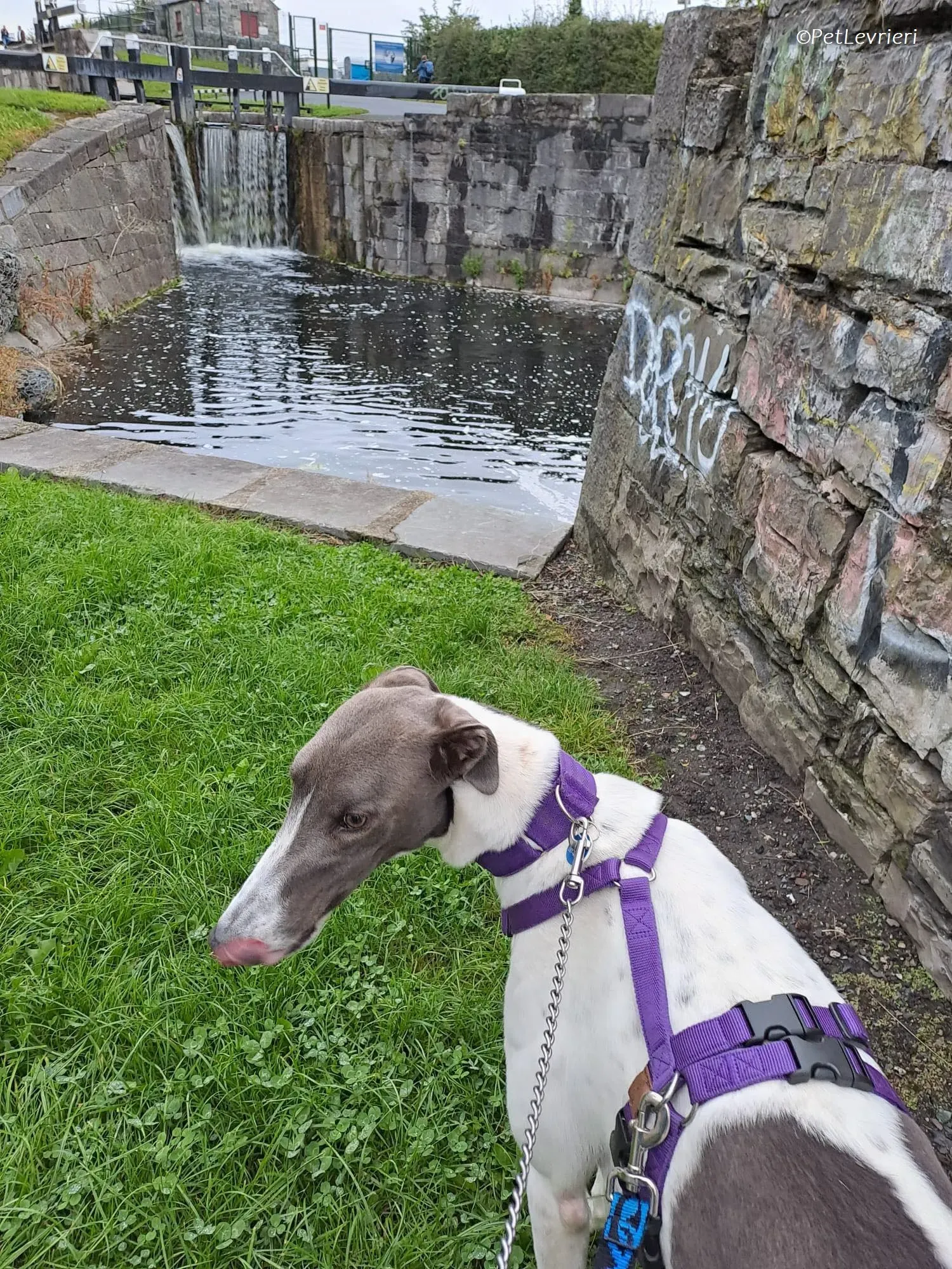 Tadgh adozione levrieri greyhound 25