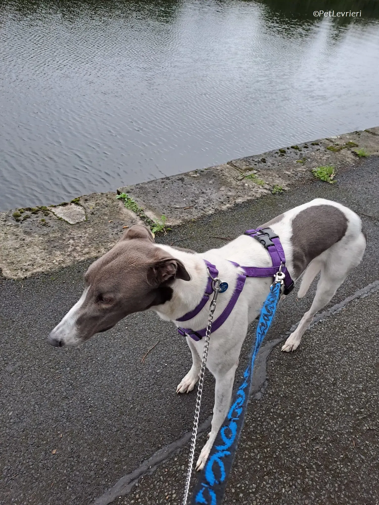 Tadgh adozione levrieri greyhound 26