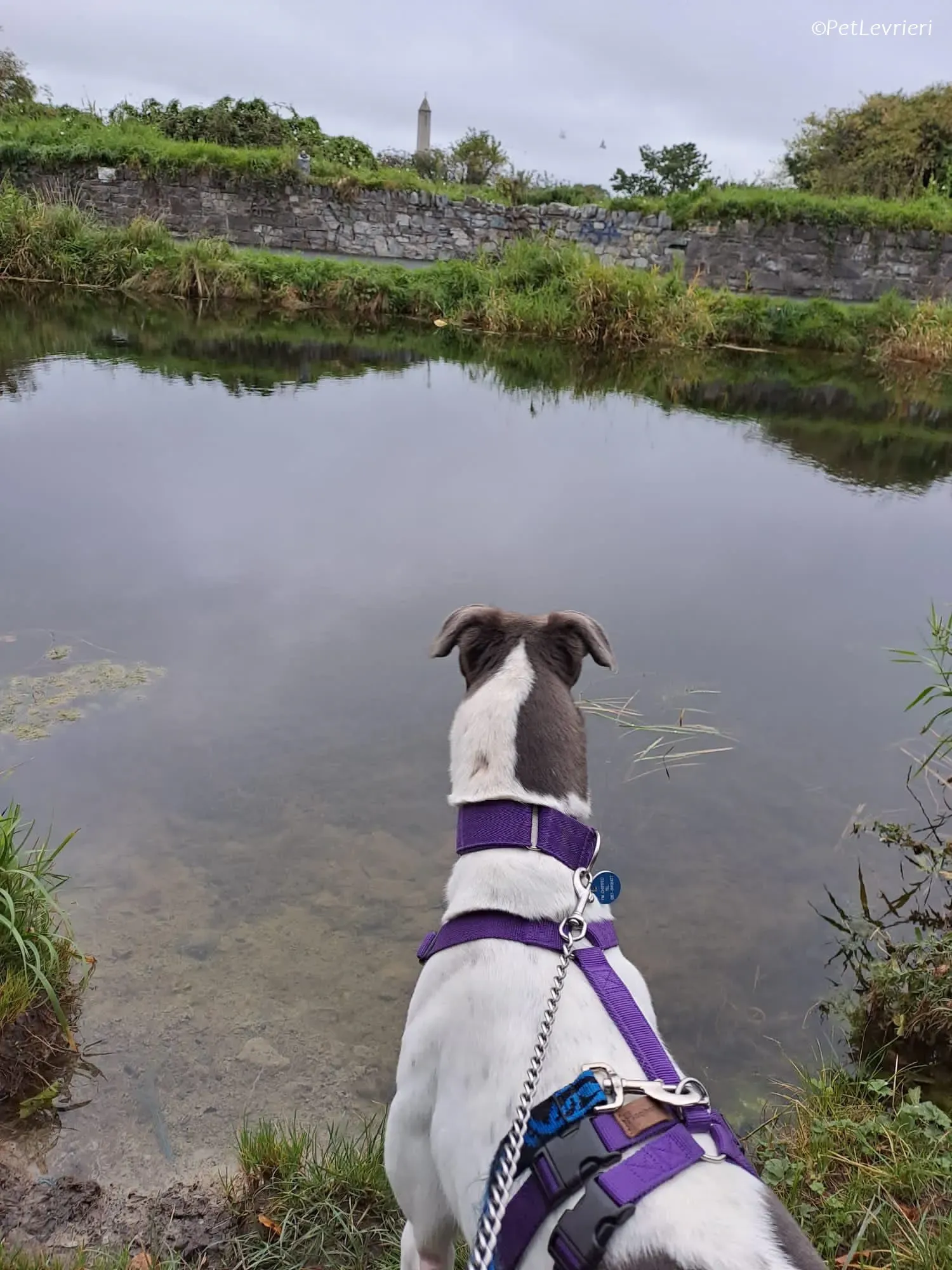 Tadgh adozione levrieri greyhound 27