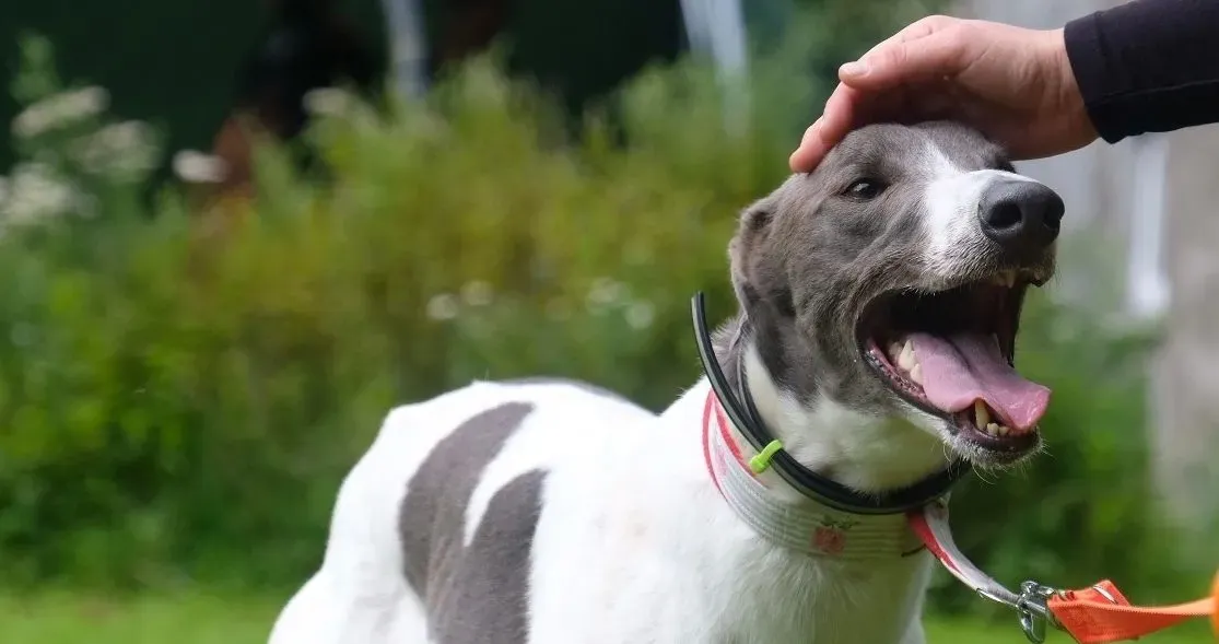 Tadgh adozione levrieri greyhound 5 e1690131240324