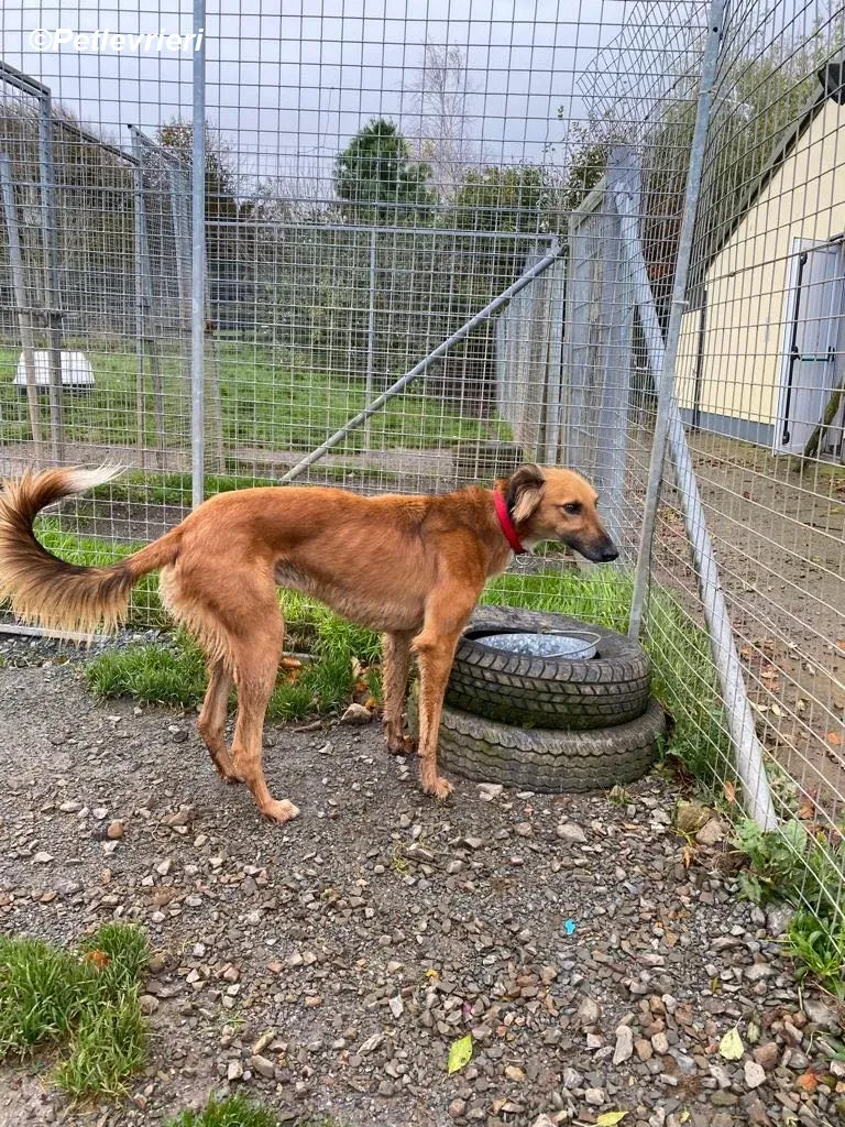 Tadgh adozione levrieri greyhound 5