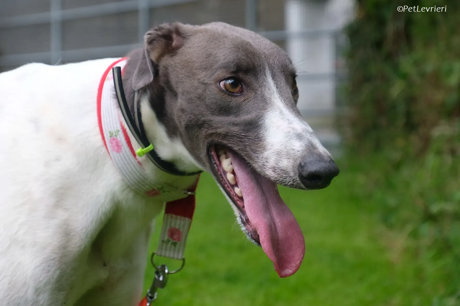 Tadgh adozione levrieri greyhound 6