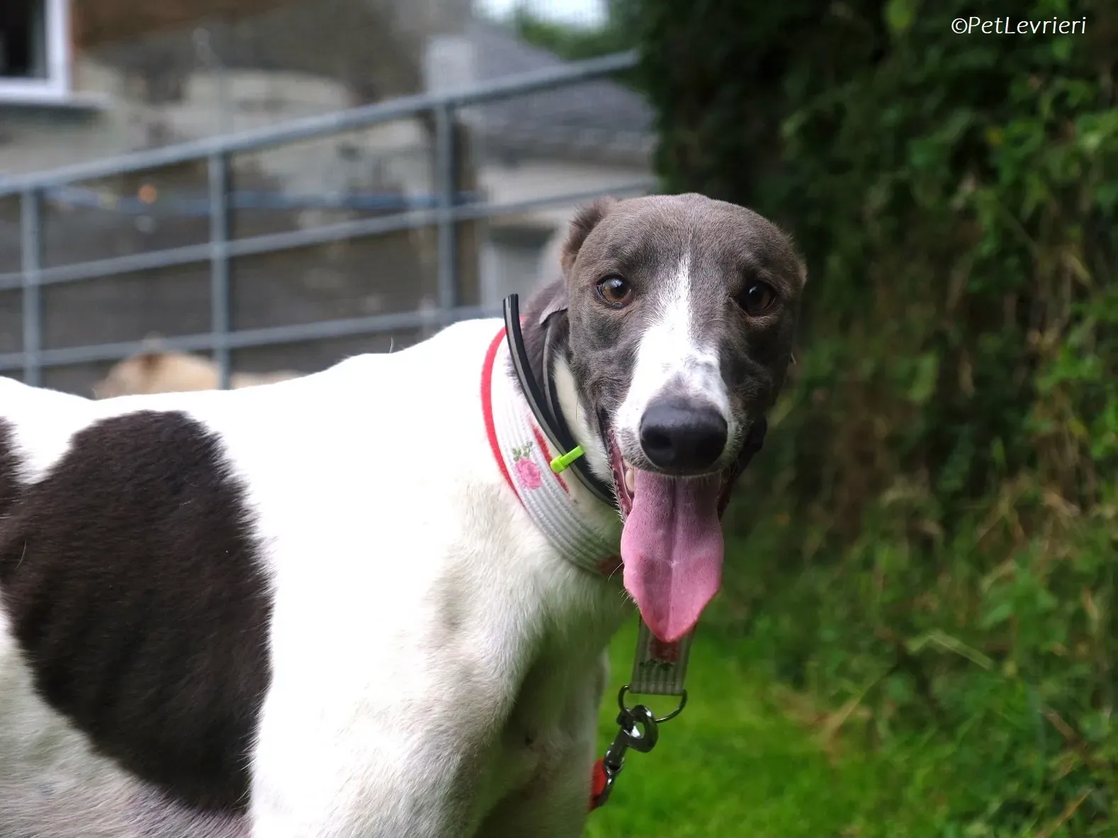 Tadgh adozione levrieri greyhound 7