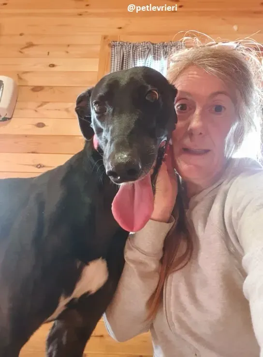 Taj adozione greyhound 1