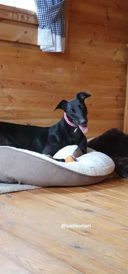 Taj adozione greyhound