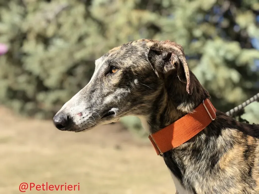 Taki adozione levrieri galgo 01