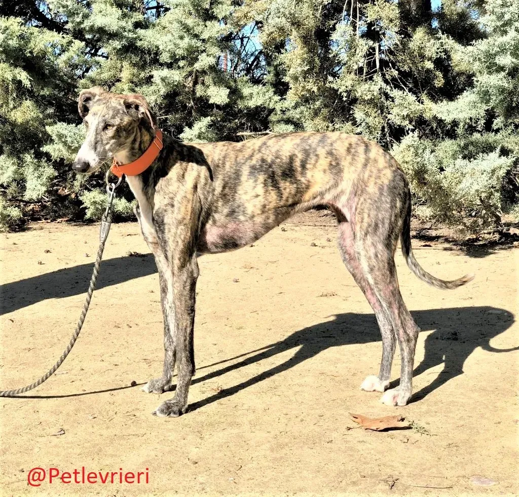 Taki adozione levrieri galgo 02
