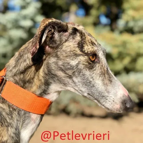 Taki adozione levrieri galgo 03