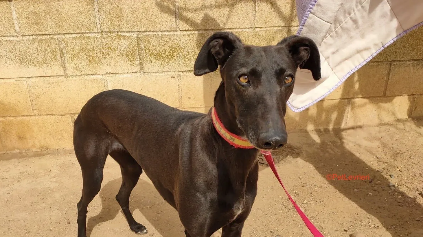 Tamara. adozione levrieri galgo 2