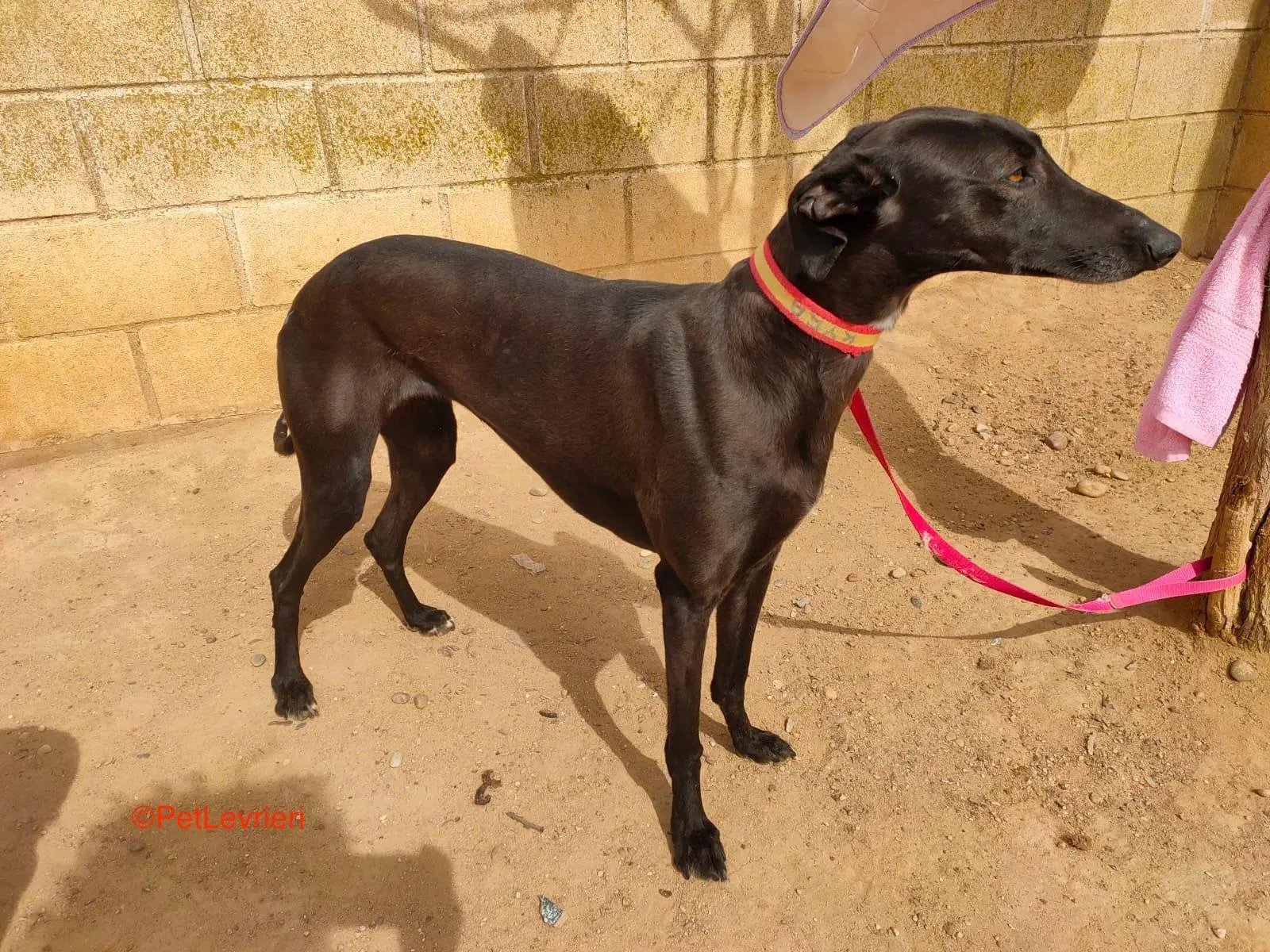 Tamata adozione levrieri galgo 1