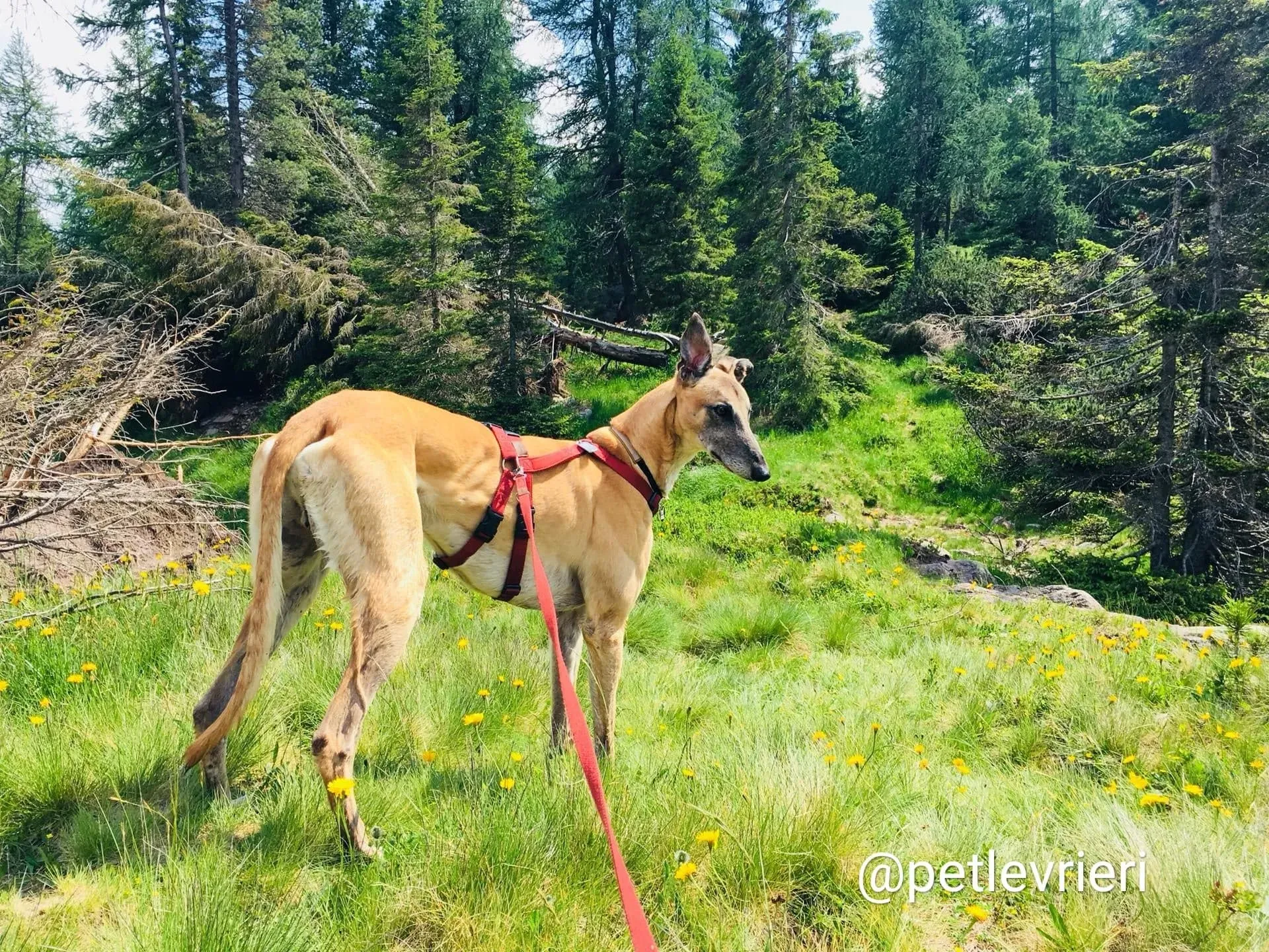 Tamoko adozione greyhound 11