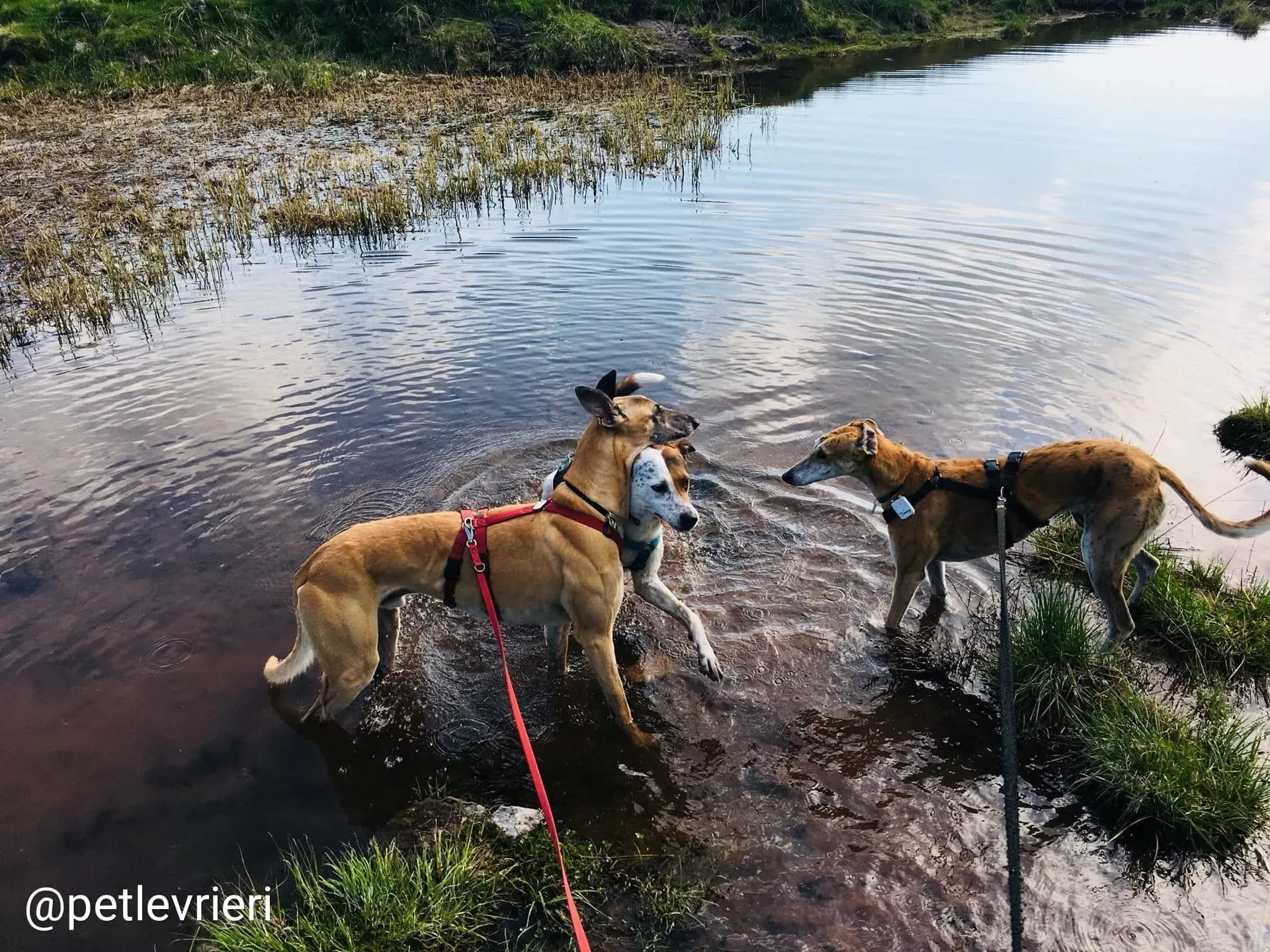 Tamoko adozione greyhound 12