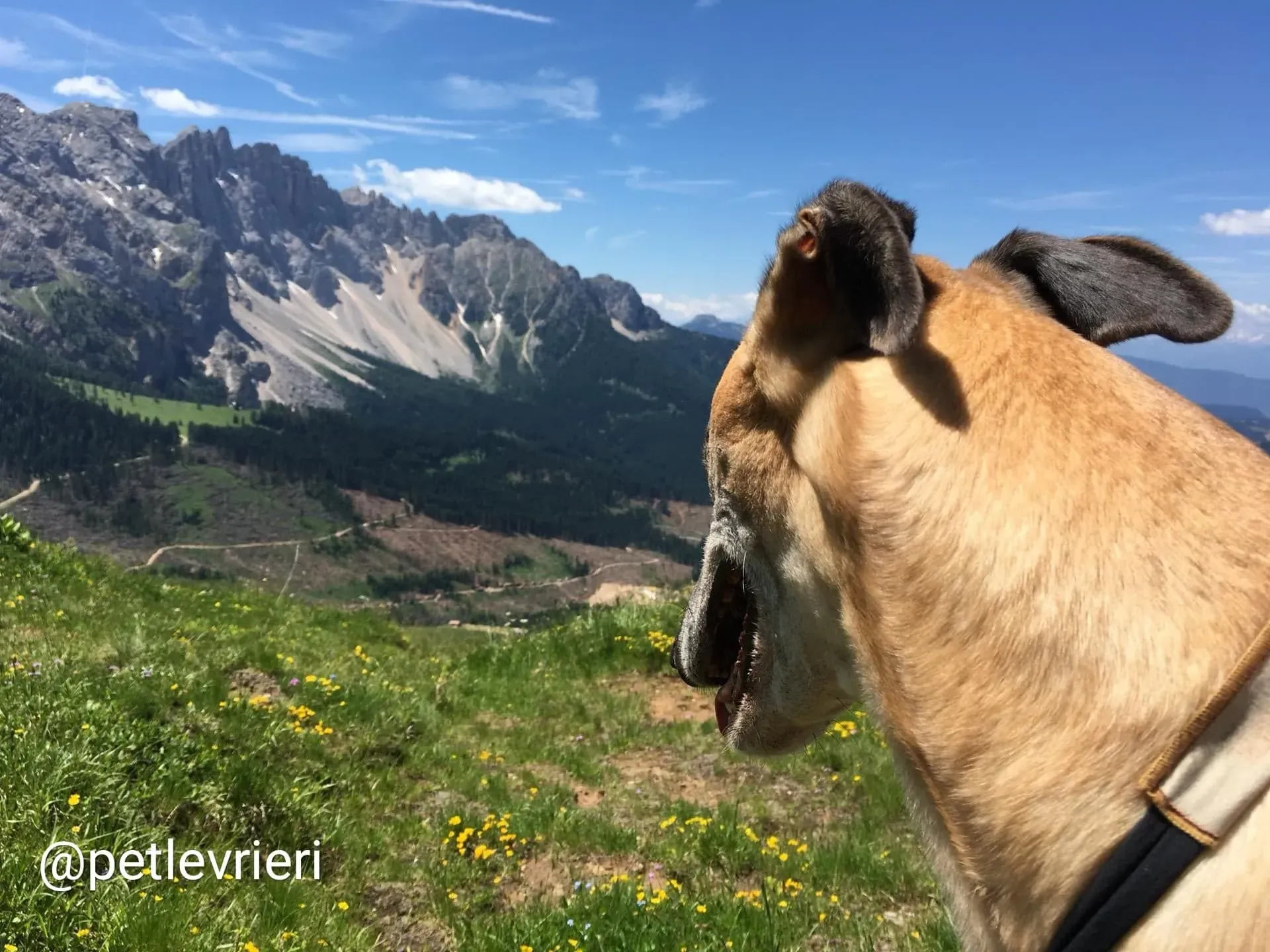 Tamoko adozione greyhound 14