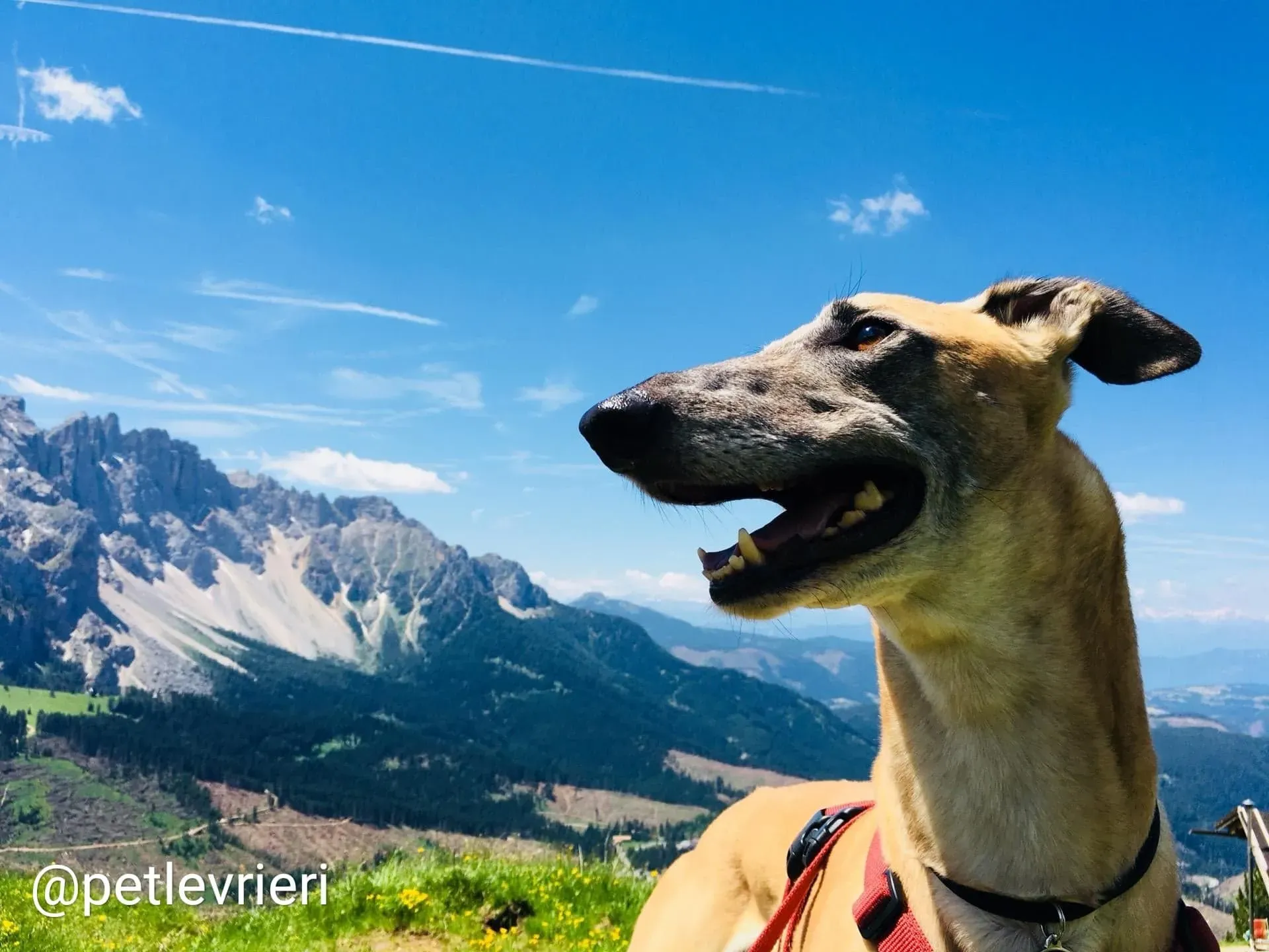 Tamoko adozione greyhound 16