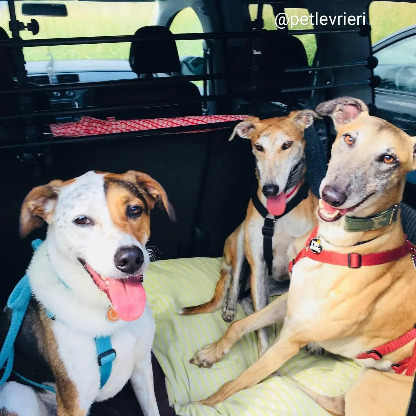 Tamoko adozione greyhound 19