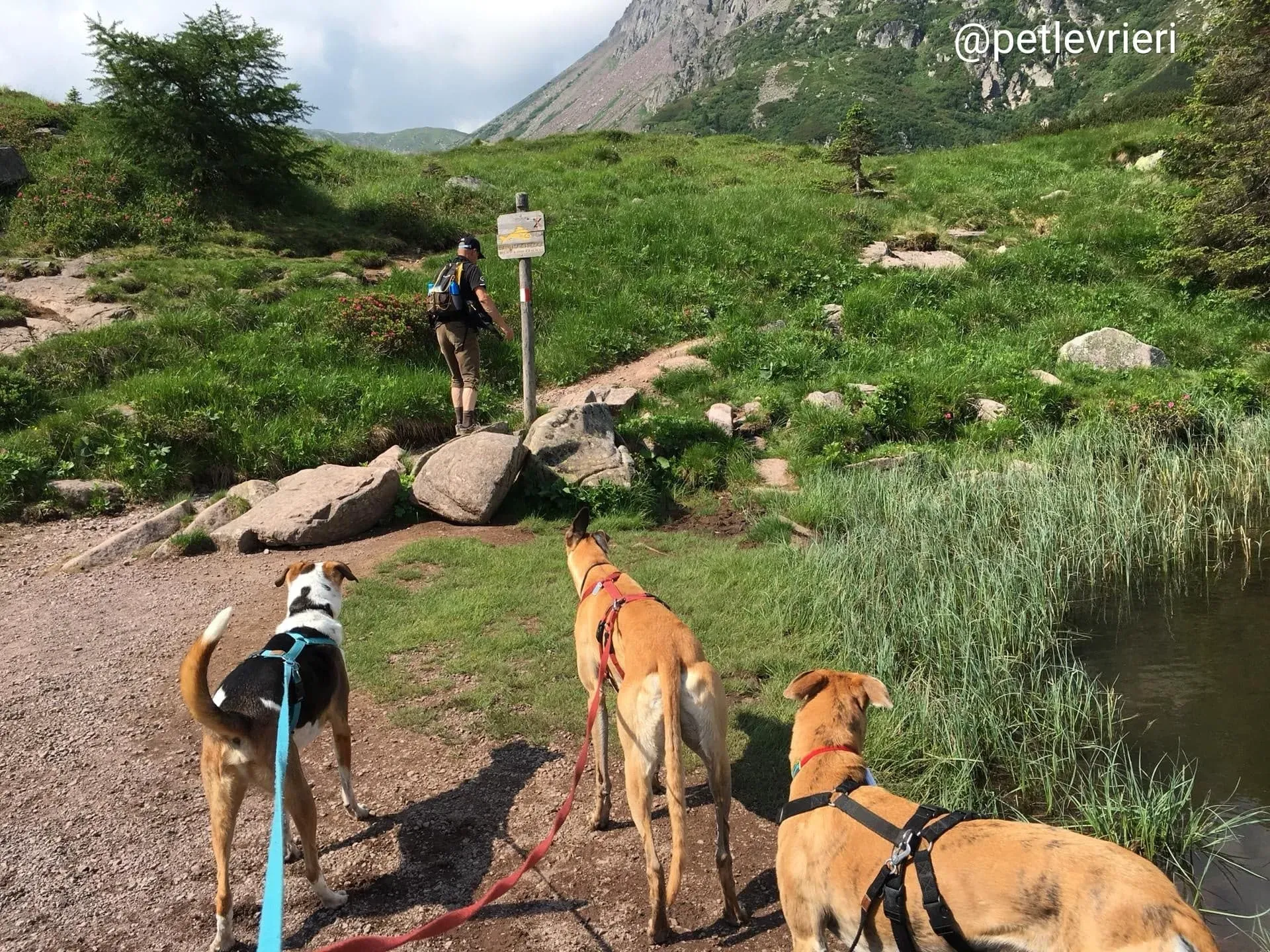 Tamoko adozione greyhound 2