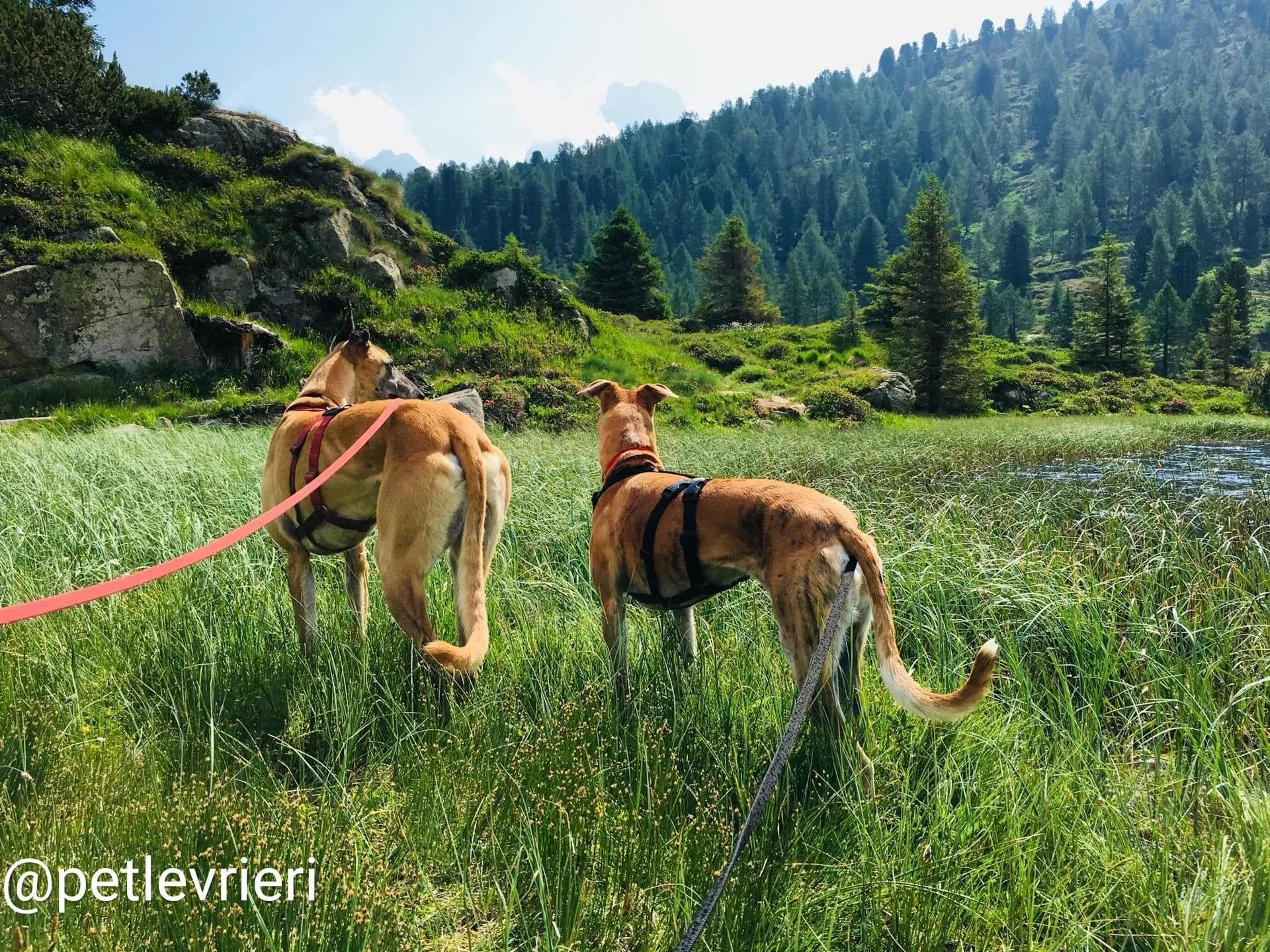 Tamoko adozione greyhound 3