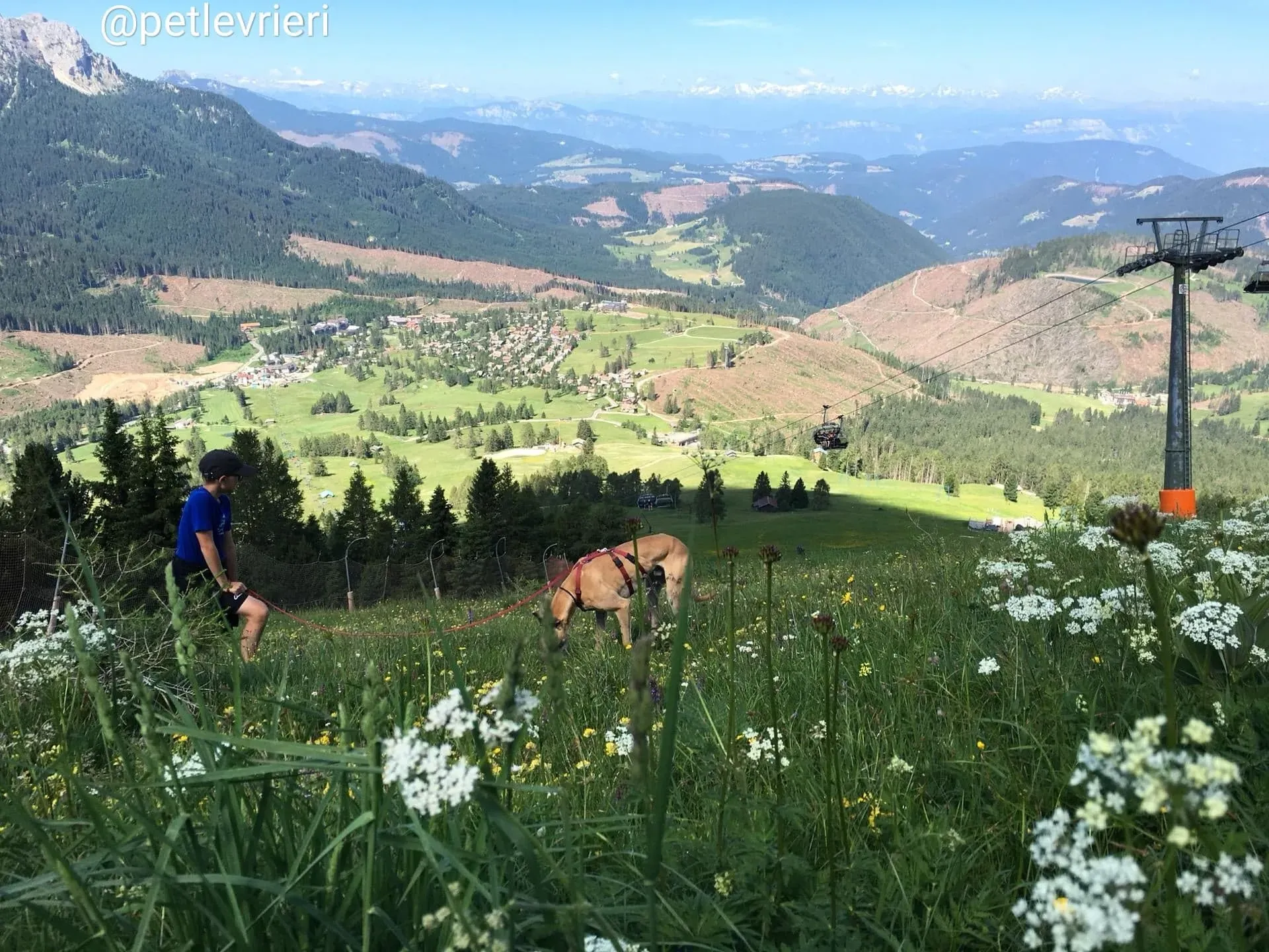 Tamoko adozione greyhound 4