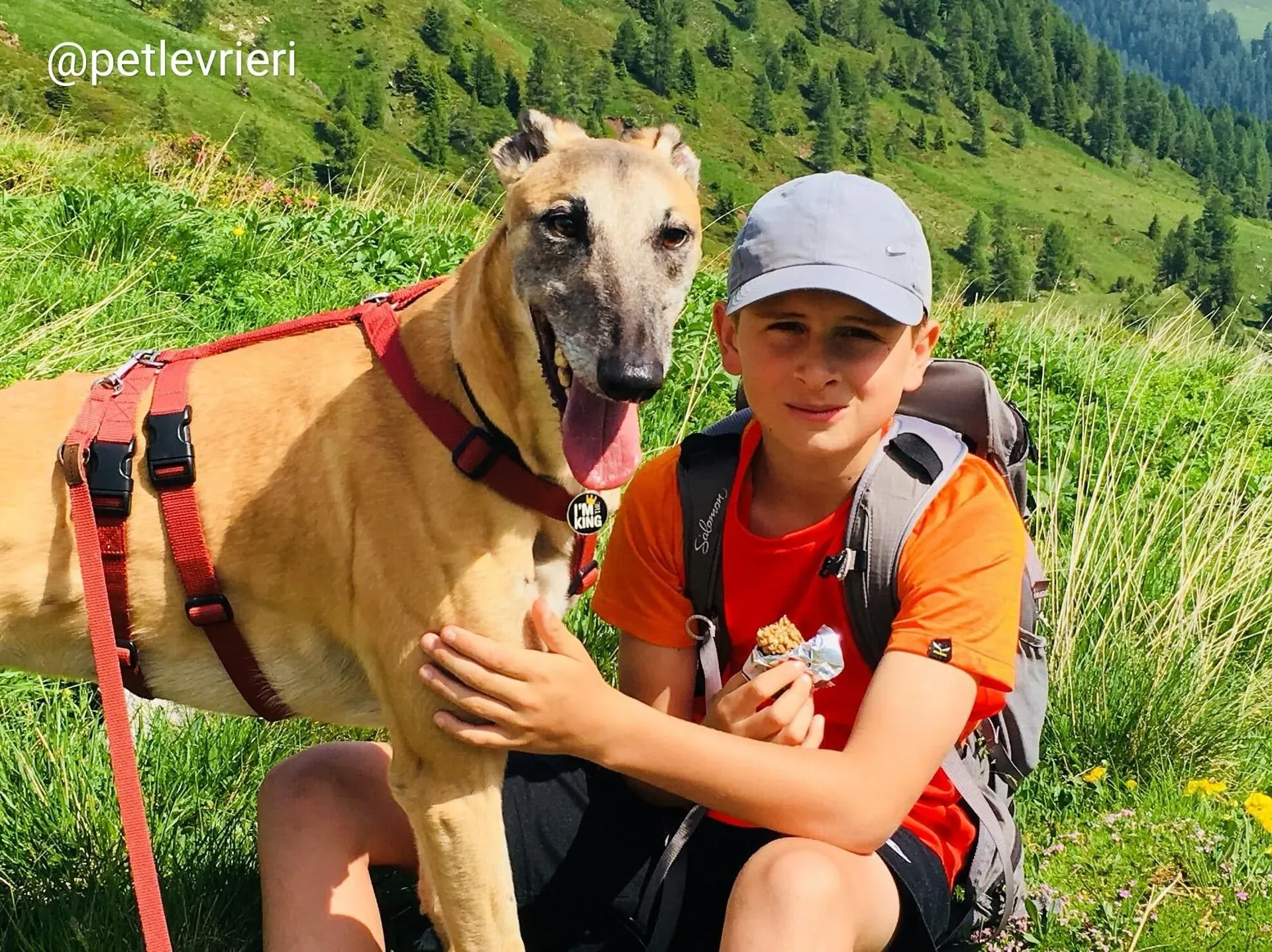 Tamoko adozione greyhound 5