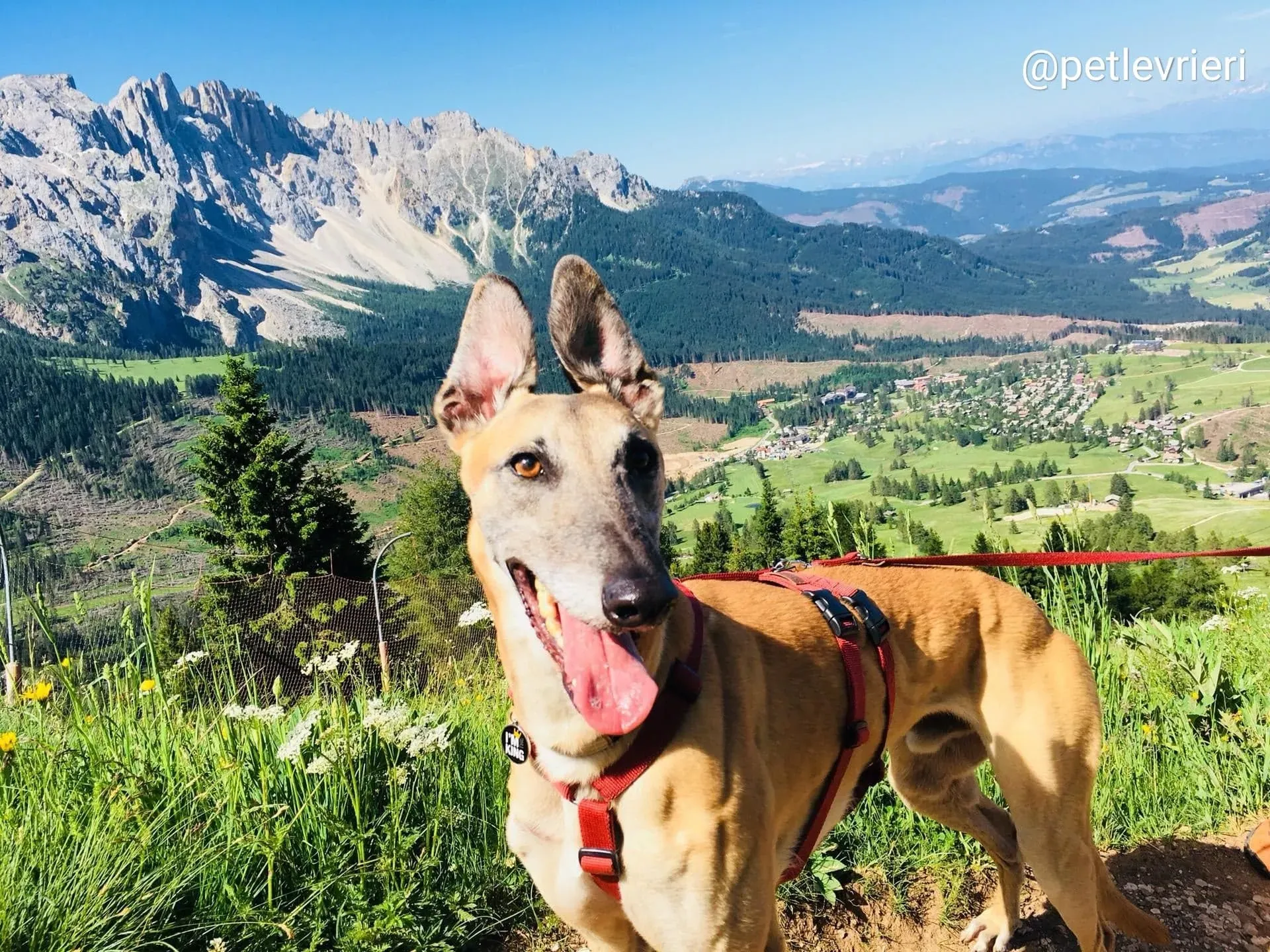 Tamoko adozione greyhound 6