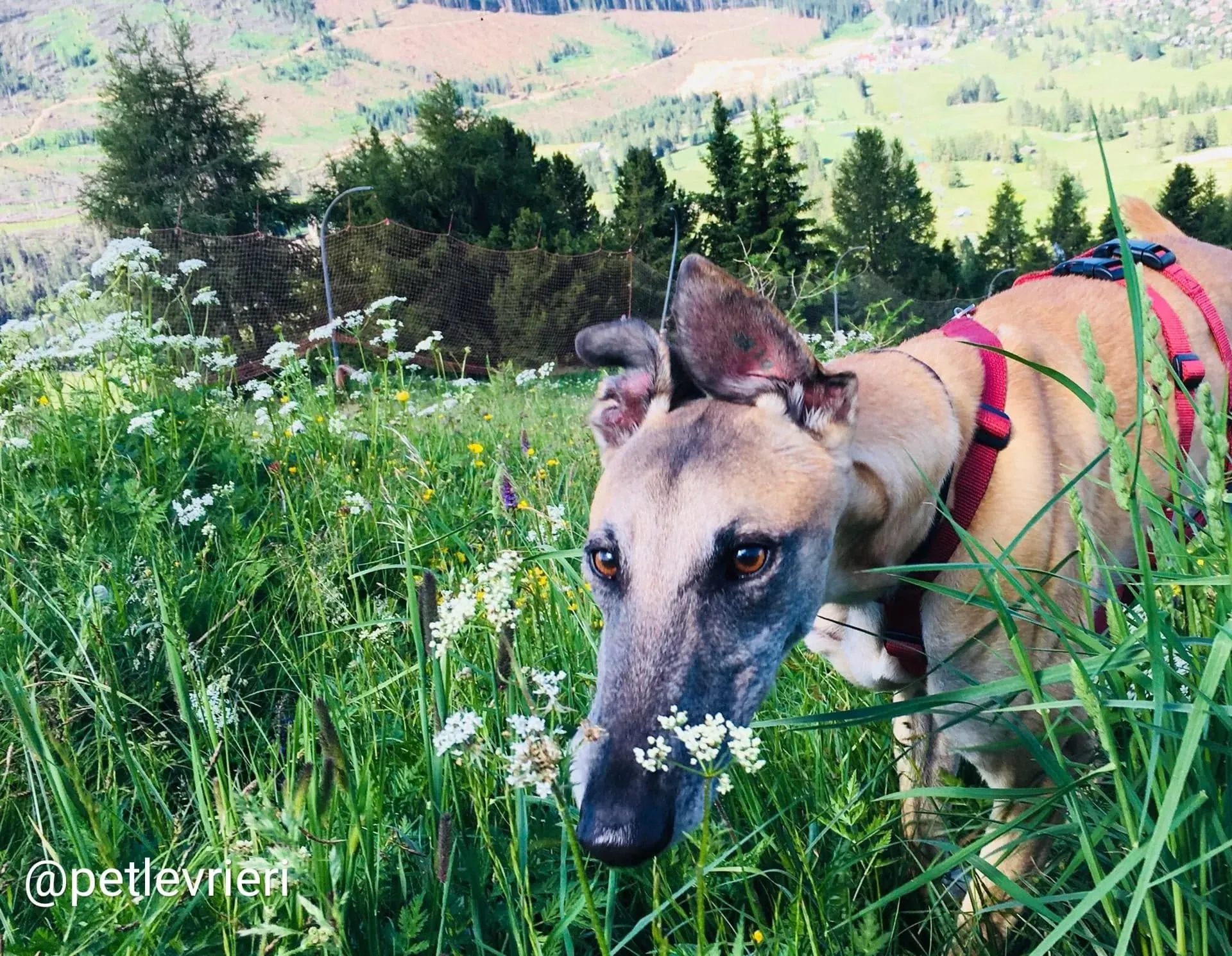 Tamoko adozione greyhound 8