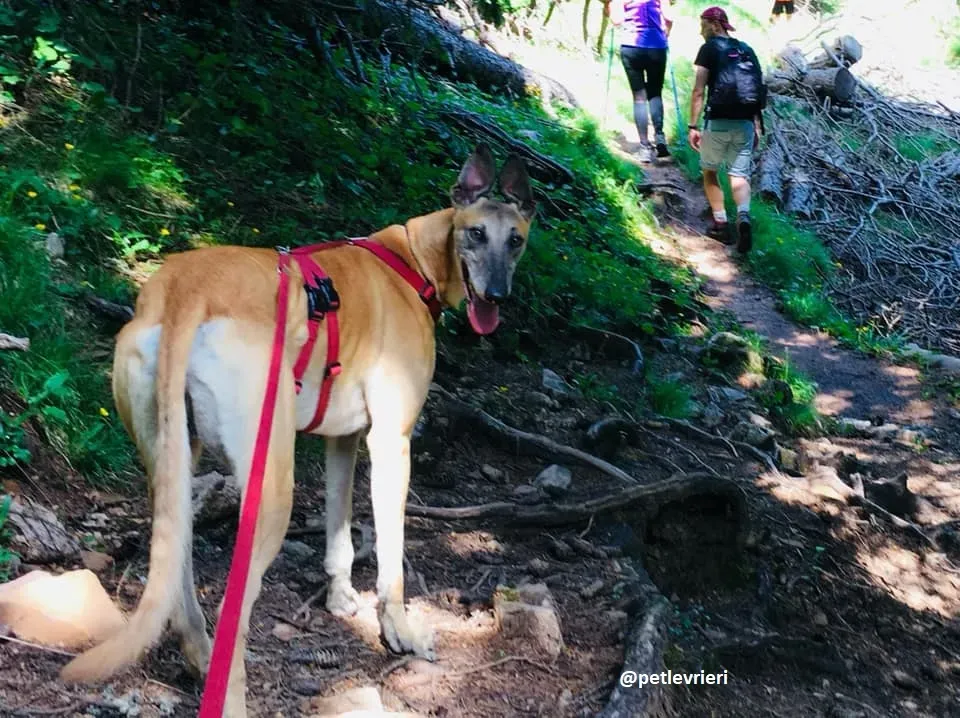 Tamoko greyhound adozione macao 1