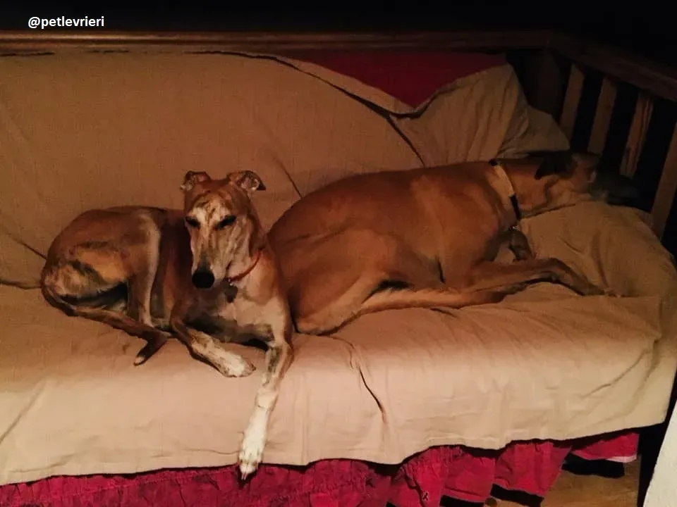 Tamoko greyhound adozione macao 10