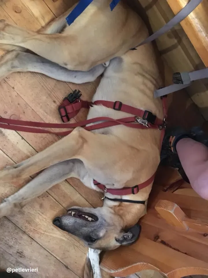 Tamoko greyhound adozione macao 3