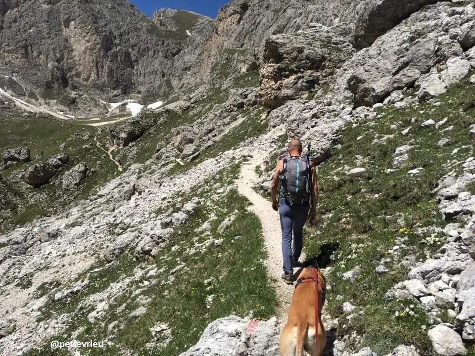 Tamoko greyhound adozione macao 4