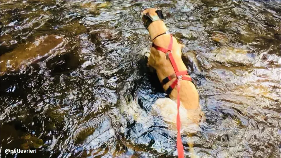 Tamoko greyhound adozione macao 5