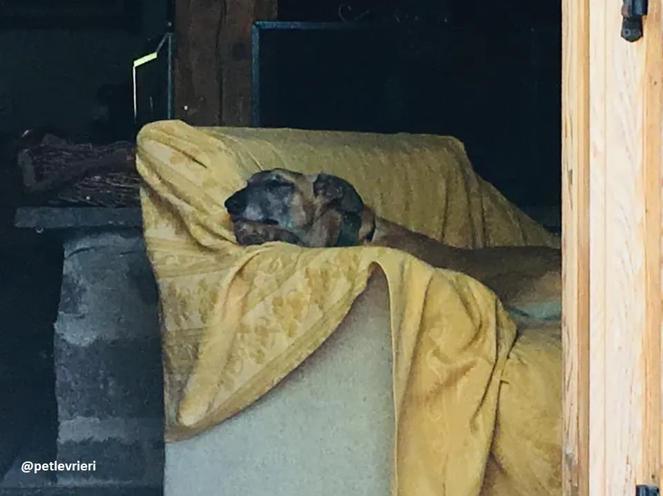 Tamoko greyhound adozione macao 7