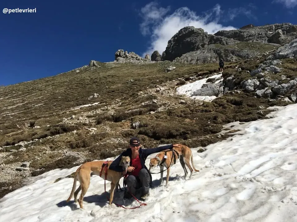 Tamoko greyhound adozione macao 8