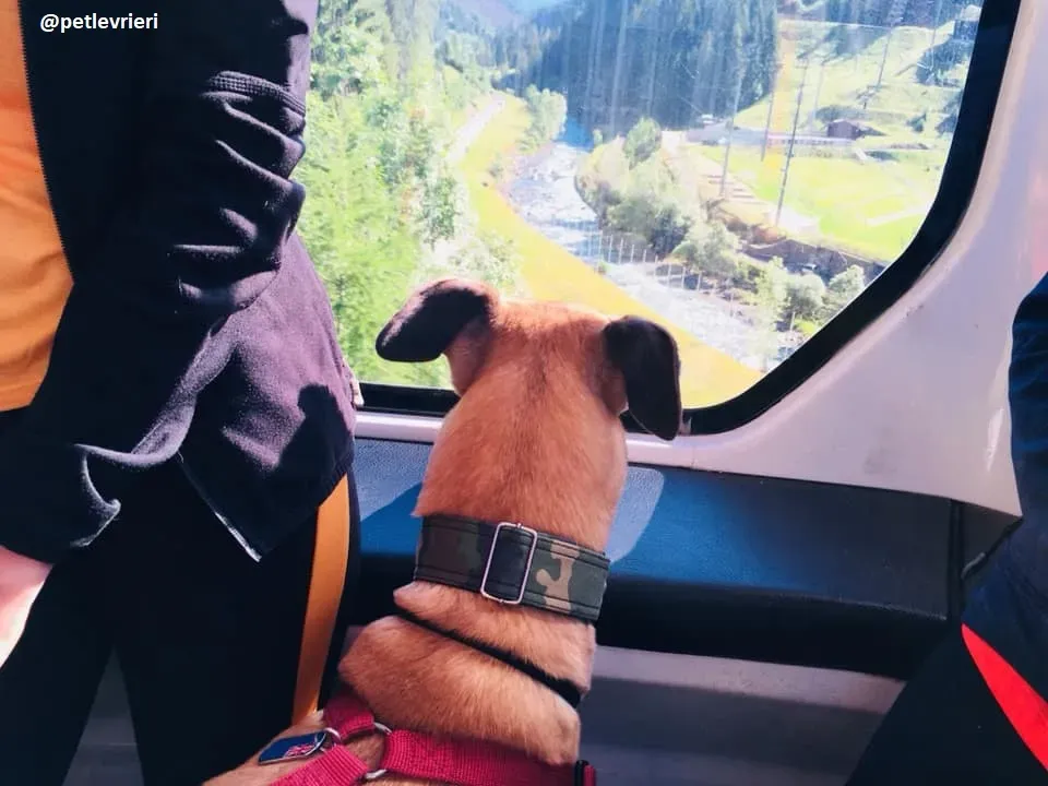 Tamoko greyhound adozione macao 9