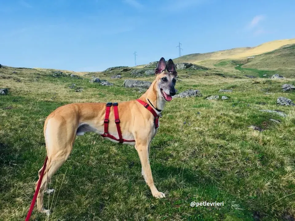 Tamoko greyhound adozione macao