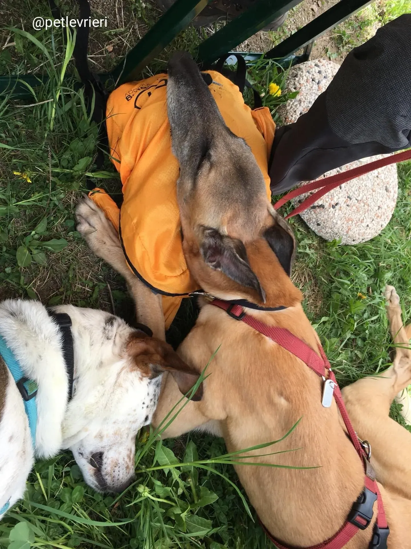 Tamoko greyhound macao