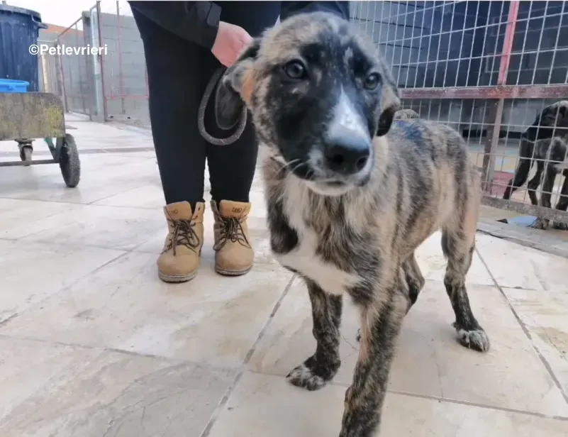 Tana adozione levrieri galgo 1 1